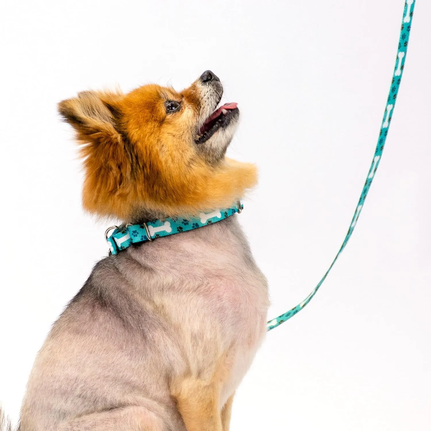 Country Brook Petz - Oh My Dog Martingale Dog Collar and Leash - Dog's Life Collection Featuring Playful Designs (1 Inch, Extra Large)