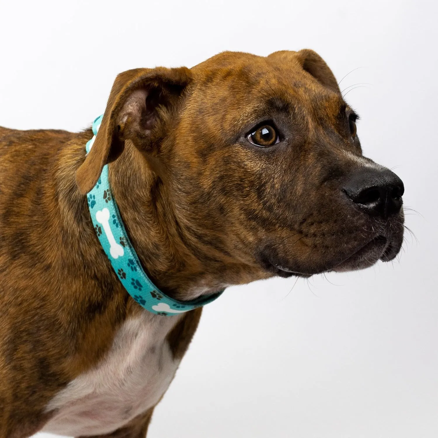 Country Brook Petz - Oh My Dog Martingale Dog Collar and Leash - Dog's Life Collection Featuring Playful Designs (1 Inch, Extra Large)
