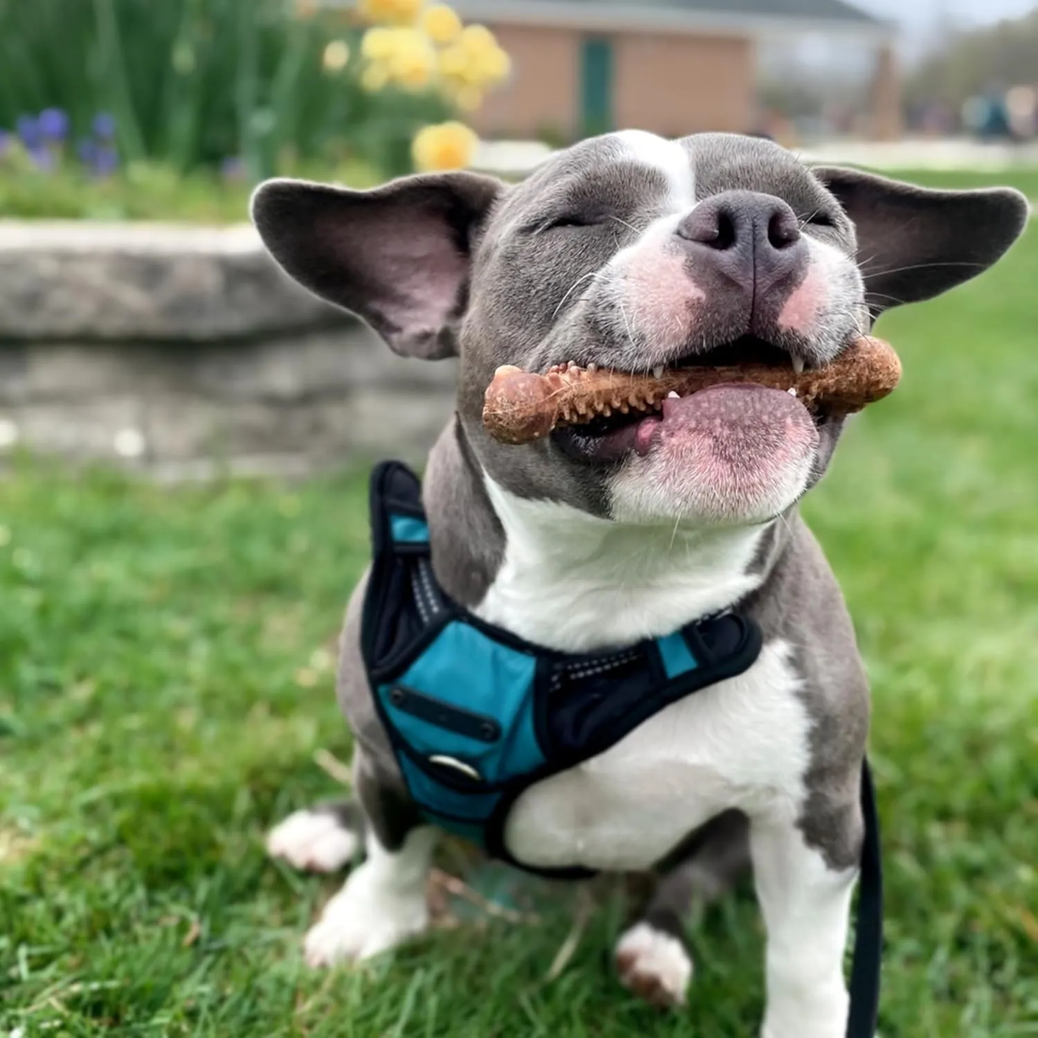 Nylabone Nubz Natural Edible Dog Chew Treats for Puppies, Long Lasting Dog Bones Made in USA, Turkey & Sweet Potato Flavor, for Puppies Up to 25 lbs. (28 Count)