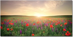 QBQT Large Grassland Landscape Sun Light Red Flowers Wall Art Office Living Room Artwork for Kitchen Decor Frame 24x48inch
