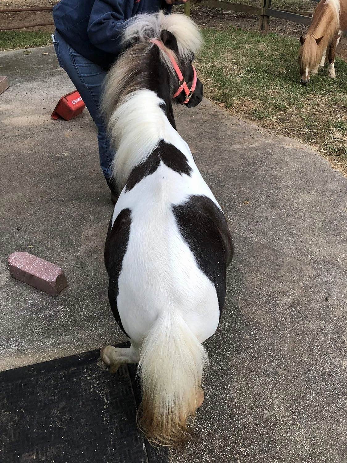 Series Two: Xena - 10" Grey and White Mini Horse Plush Toy Stuffed Animal - Based on Real-Life Adopted Pets - Benefiting The Animal Shelters They were Adopted from - Miniature