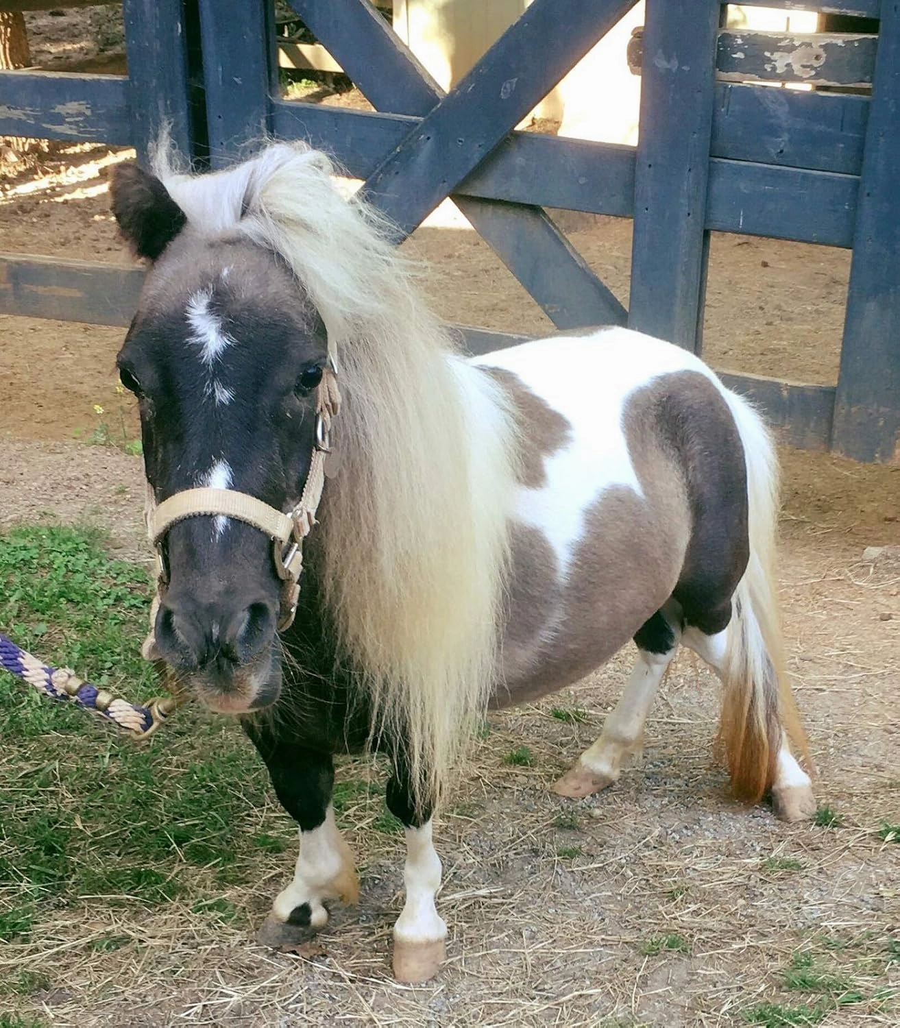 Series Two: Xena - 10" Grey and White Mini Horse Plush Toy Stuffed Animal - Based on Real-Life Adopted Pets - Benefiting The Animal Shelters They were Adopted from - Miniature